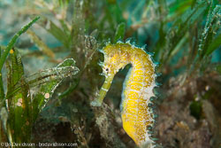 BD-121128-Aqaba-7434-Hippocampus-kuda.-Bleeker.-1852-[Spotted-seahorse.-Gul-sjöhäst].jpg